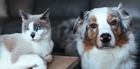 animaux
