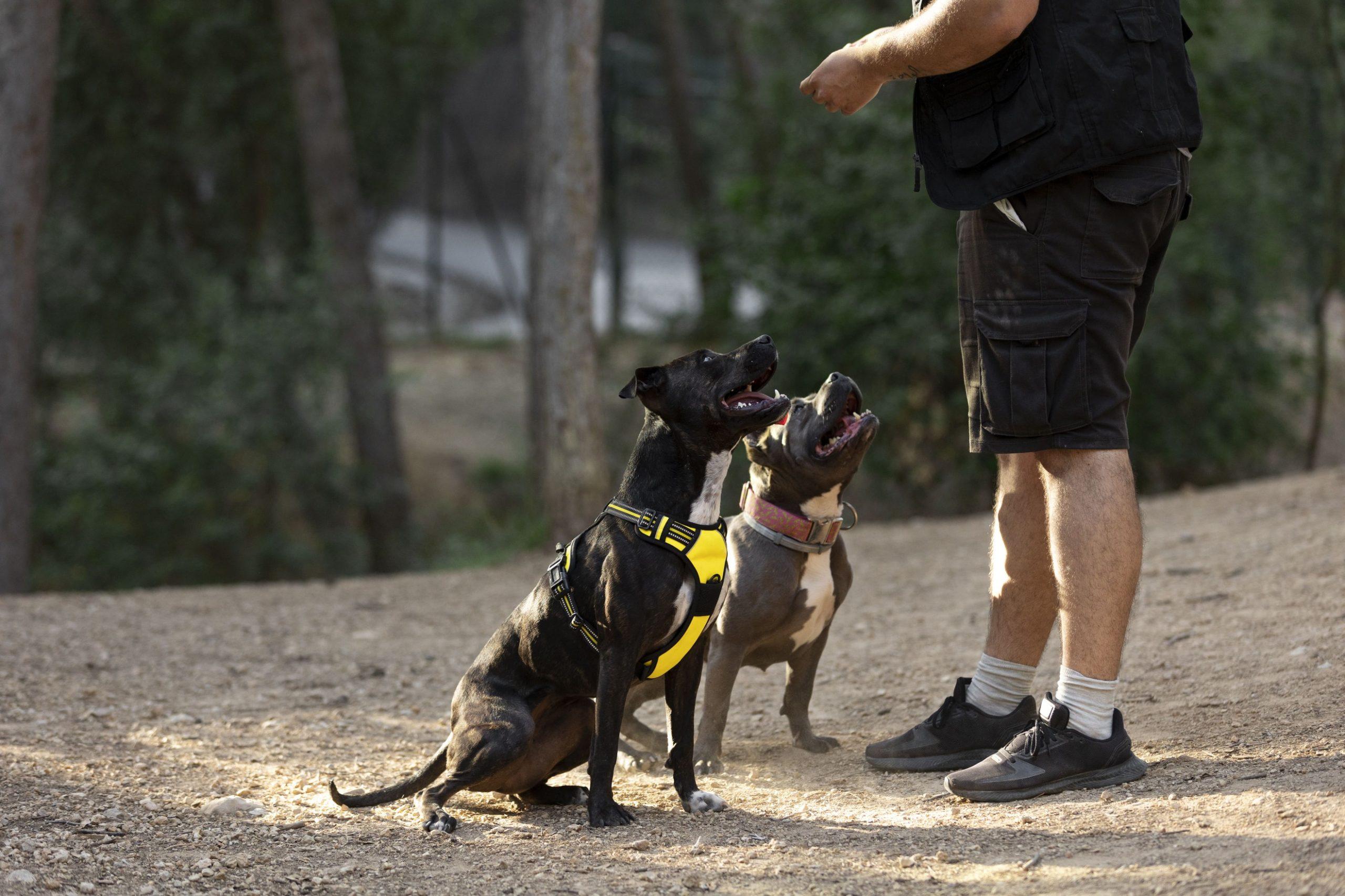 chiens catégorisés