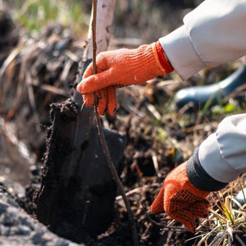volunteer planting trees in nature
