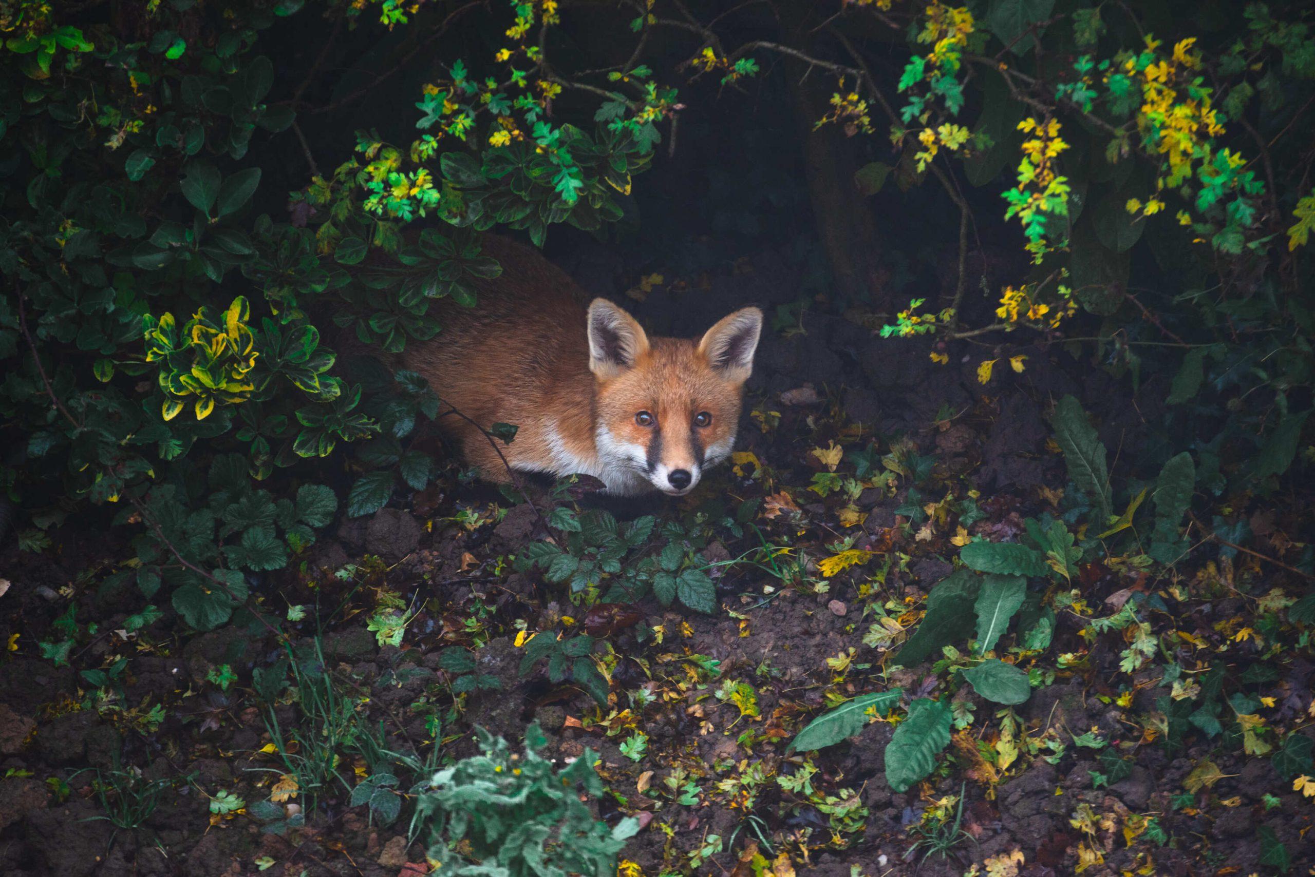 faune sauvage