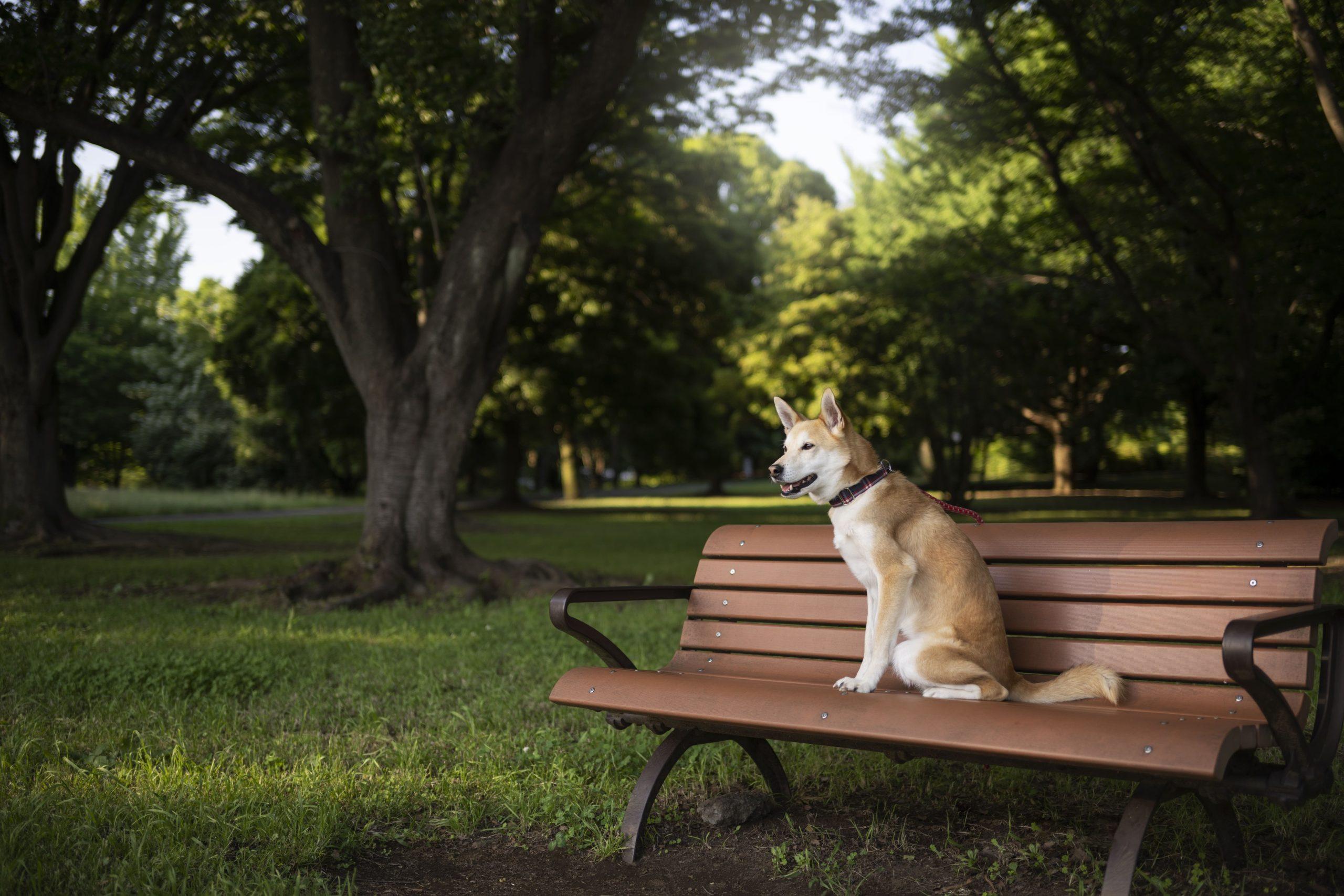 parc canin
