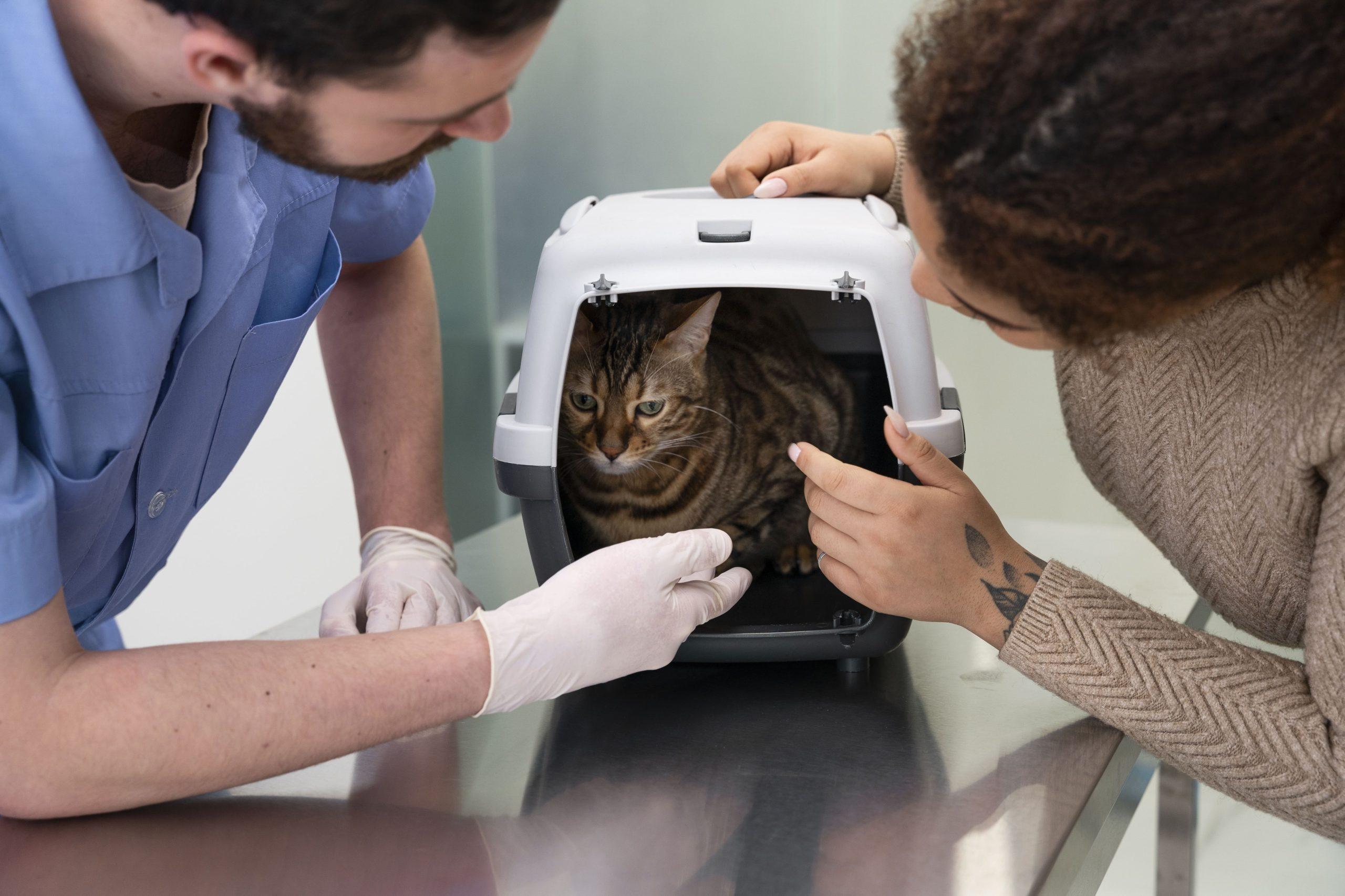 stérilisation des chats