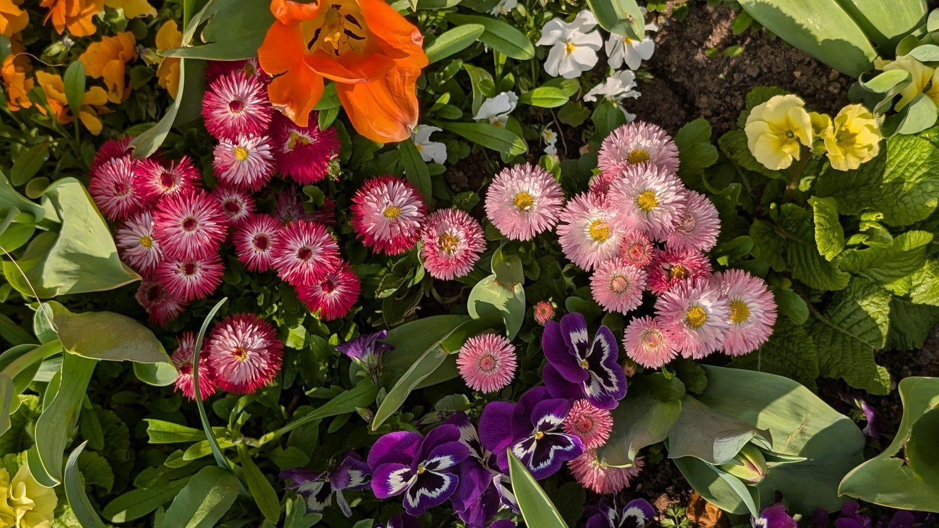 concours villes et villages fleuris