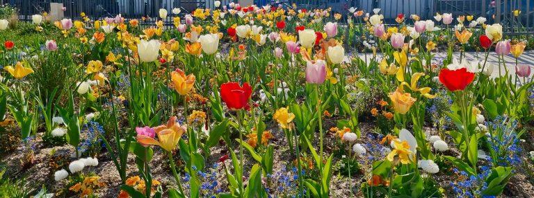 Ablon-sur-Seine obtient sa 2ᵉ fleur du label Villes et Villages Fleuris