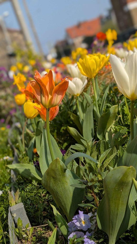 Le label Villes et Villages Fleuris distingue les communes qui valorisent leur cadre de vie et s’engagent activement pour l’environnement. Ablon-sur-Seine vient d’obtenir sa 2ᵉ fleur, une reconnaissance forte de la qualité de ses aménagements paysagers et de sa politique en faveur du végétal en ville.