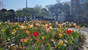 fleurs du parc de la gare