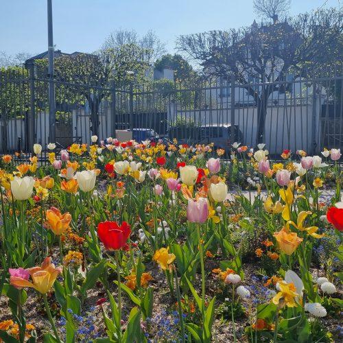 fleurs du parc de la gare