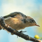 design sans titre (3)